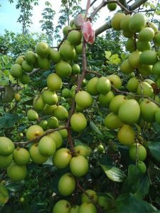 Táo Thái Hoa Huỳnh