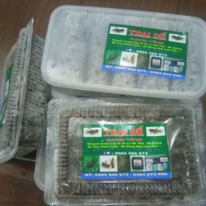 Dế mèn oanh vĩnh